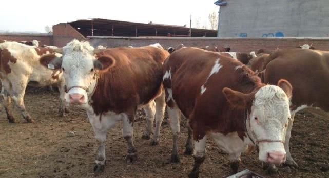 养黄牛成本不高，为啥养的人却很少呢？专家不懂农民的苦衷！