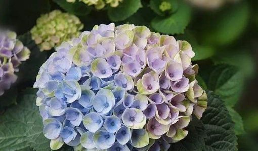 适宜的生长@家里养上这款“淑雅花”，叶片色彩斑斓，妖艳迷人，花姿清幽淡雅