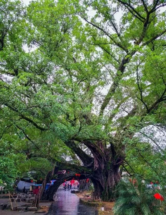 著名的旅游景点有榕津千年古榕、月亮山、金字岭、仙家温泉等【2020热门旅游景点】