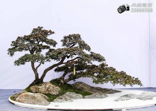 把温江盆景卖到欧洲去
