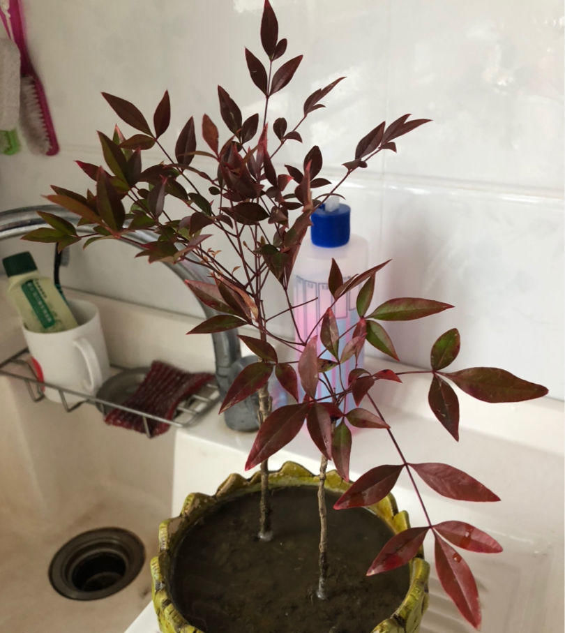  『特别』红艳堪比天边晚霞，观叶植物也能比花美，养一棵真值！