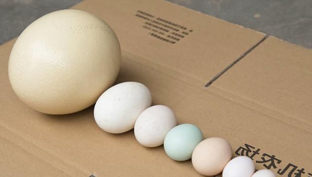  #产值#全身产值高达20000元，一个蛋150元，市场火爆，农民却不