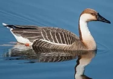  全身：全身是宝，养一只就赚1000元，目前养的人不多