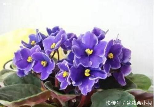  [拥有]新手养花选它，四季开花，南北方都能养，值得拥有！