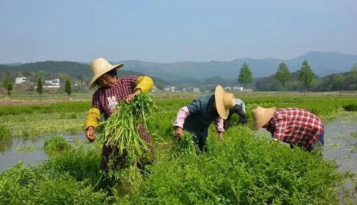  『芹菜的叶』农村长在水边的野菜，城里人很爱吃，10元一斤，农民纷纷种植