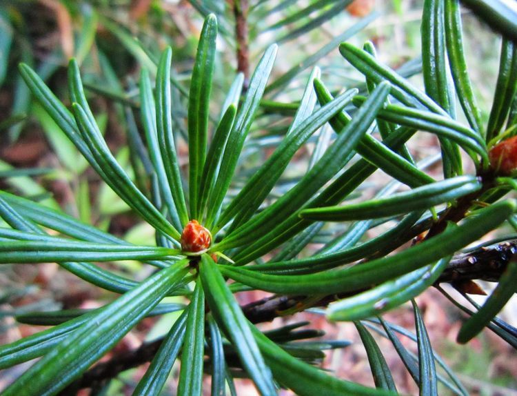 中国最“贵”的树木:美国曾用波音飞机换取幼苗,却被国人婉拒!