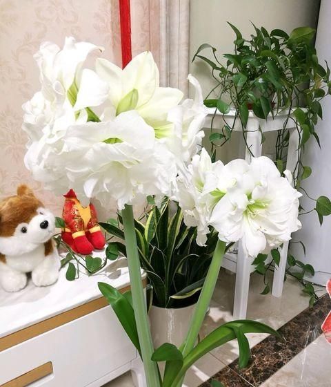  [低温处理]朱顶红想要长得快，施肥只需要“1种”，球根大叶片多，年年开花