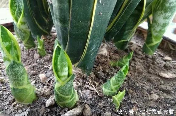『花开』4种花,就要挤着养,挤一点才能不烂根、长得旺,花开更繁茂!