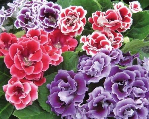  【地皮】一种草花“贴着地皮长”，叶子剁碎也发芽，又长出棵棵小牡丹
