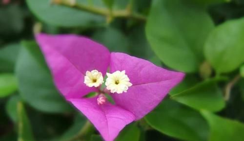  三角梅：养护的三角梅盆栽开花以后一直掉花是怎么回事？