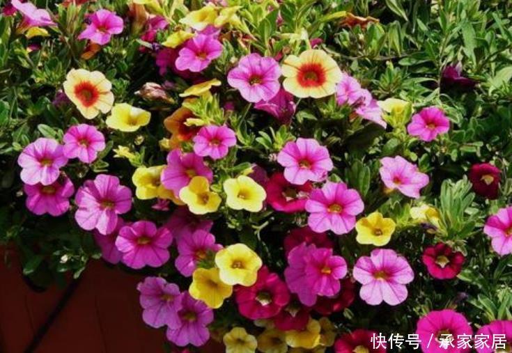 茉莉花■最适合夏天养的花,40度高温晒不死,越晒开花越旺,花香四溢!