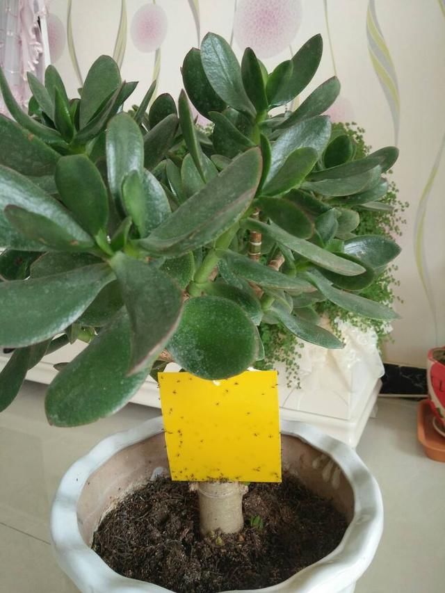  杀虫的效果@安全有效的杀虫妙招，这3点要记牢，虫子一去不返
