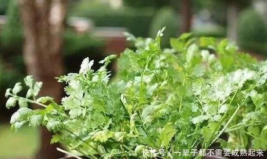 「适合」最适合用盆栽种植的蔬菜,种上一回,天天采摘!