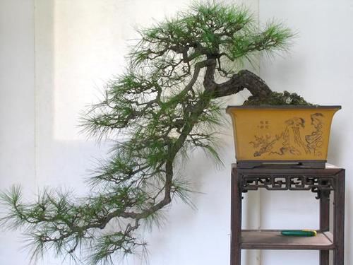 『优美』山松盆景介绍,寓意美好,形态优美