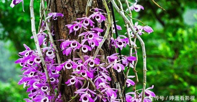  『石斛属植物』石斛一般几月开花该如何养护