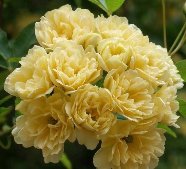 「黄木香」这花真香!种一棵树爬满整个院墙!芬芳的花朵,幸福的味道!