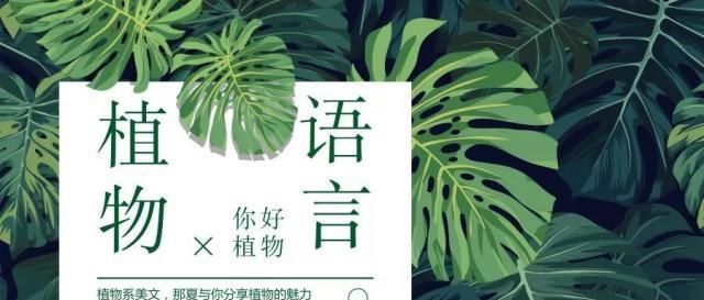  『植物』植物语言｜世纪植物龙舌兰