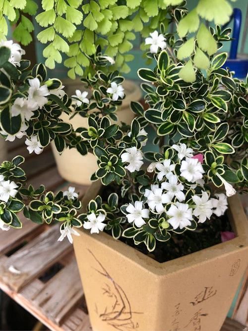  家里■家里阳台就养这些花朵，超好养，开花就爆盆，花大色艳，开花超美