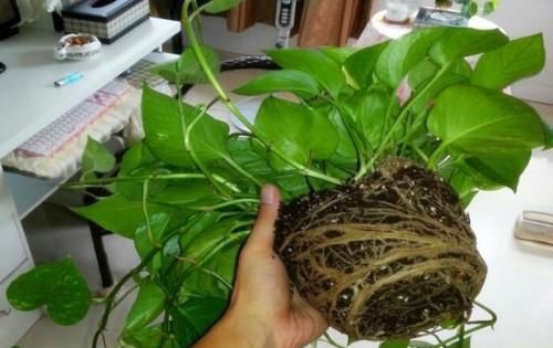  #栀子花#养了2年的栀子花，一换盆就死了，问题不在花身上，在你身上