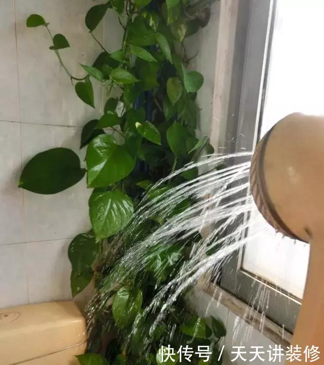 「空气净化」卫生间必养的4种花,耐阴好活,除湿杀菌无异味!