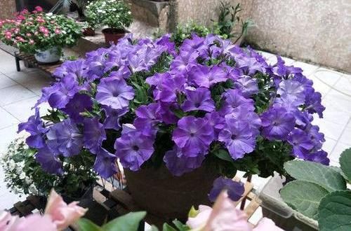  #种植#阳台种盆矮牵牛，易种植花色多，开成“花瀑布”，吊在空中非常美