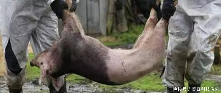  「500万」国家动真格了，发放养猪补贴，少的有50万多的有500万