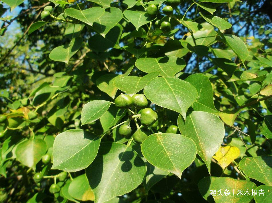  [洋辣子]农村一种怪树，碰不得吃不得，但价值却极高，如今1300