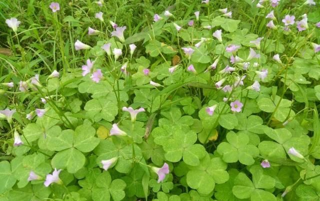  「盆栽」大花酢浆草，一种庭院、盆栽观赏花卉，需要细细欣赏。