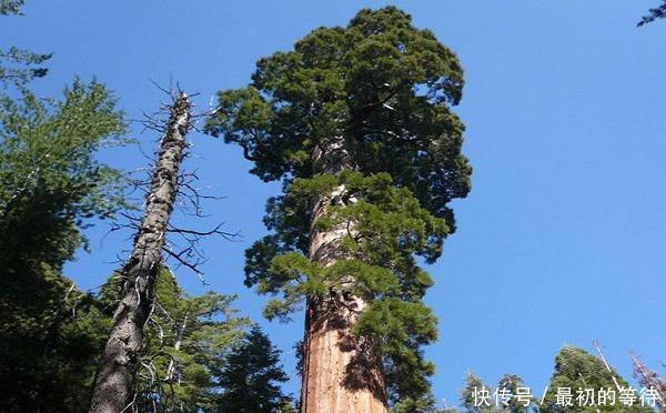 世界上最高的树，却被中国禁止，树木比50层楼还高