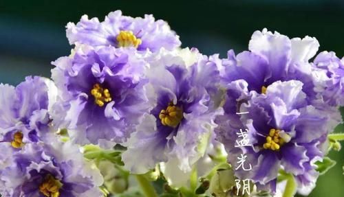  「家里」6种花，占地小开花多，摆在家里很精致！