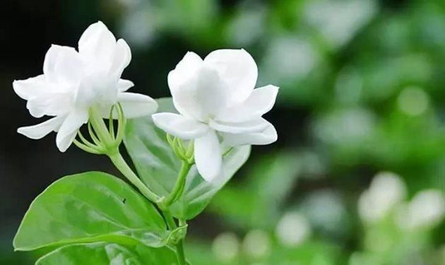  【开花数量】茉莉花开花少，只需一片柠檬，给它来杯“柠檬水”，白花呼呼开