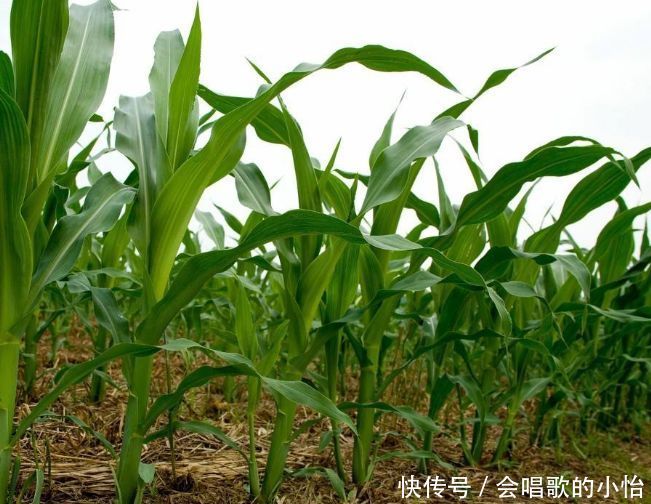  「玉米」老农第一次种植玉米，可一个玉米上长出十几个包谷，同