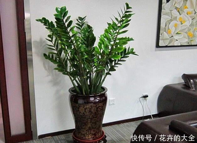  金钱树：“3种花”，适合客厅养，观赏性强，寓意好，我就养了