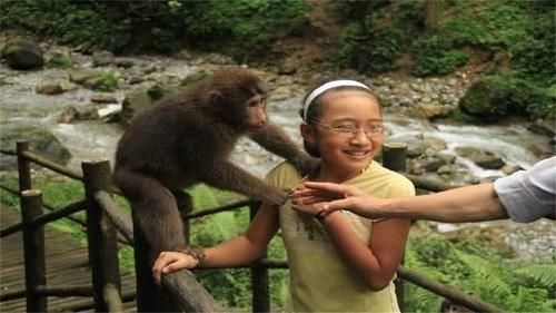 峨眉山的猴子是出了名的调皮，唯独怕一物，有它在可保你一路顺风