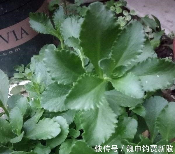  养心：超市很贵的养心菜，自家种一盆很方便，随吃随摘健康美味！