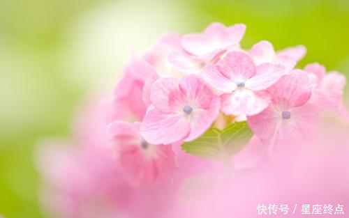 下半年:下半年桃花上上签,有望结束单身,顺利步入婚姻殿堂的四大生肖