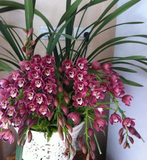 #内容#乡间趣事!平日爱养兰花,那定不能错过这“4种”,花朵1串接1串,香气扑鼻