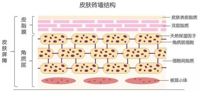  「夏季」夏季出油，冒痘，毛孔粗大怎么办？