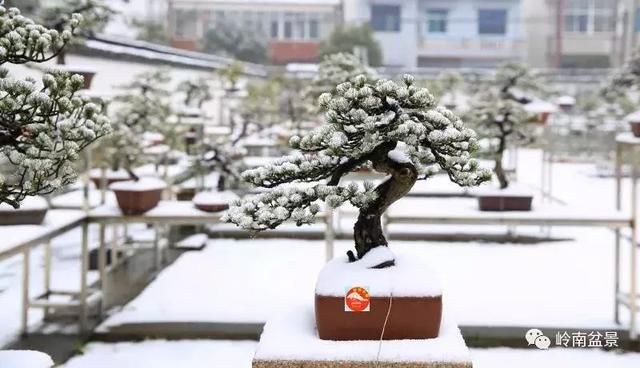 一组盆景作品欣赏，雪中赏盆景，别具一番风韵！