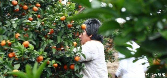 农民种植小小“黄金果”，年赚三十多万