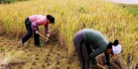  「电商」被污名化的农民：当一斤粮食不及一瓶水贵时，凭什么要