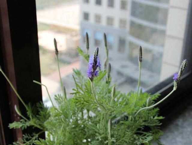  #植物#睡不好觉？这五种植物适合放卧室，带来好睡眠又净化空气！