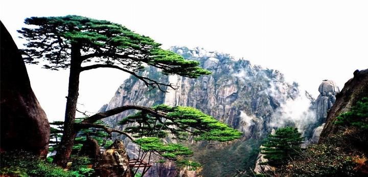  安徽■我国2棵最珍贵的树，一棵在福建，一棵在安徽，24小时专人