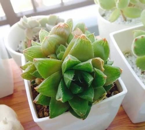  「玉露」水晶掌（宝草、玉露）的养护介绍
