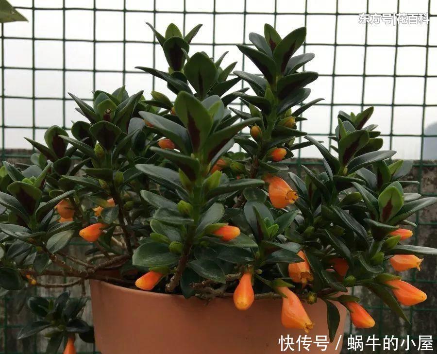  『喜欢』喜欢在家中养护花卉，就选择花期长，花色艳丽的3种花卉养护
