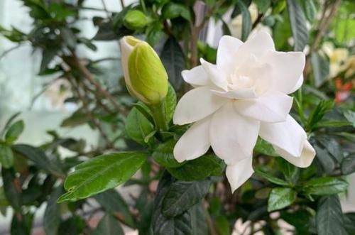  「油绿」栀子花有4个“喜好”，满足它，叶片四季油绿，开花又大又多
