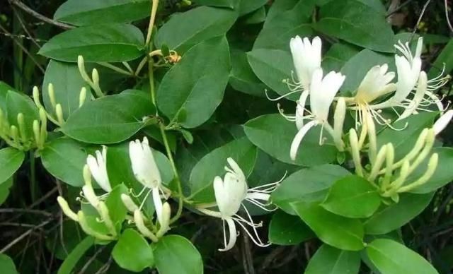  满园■别人的金银花随便养院子就能花开满园，为啥我的却没花苞？