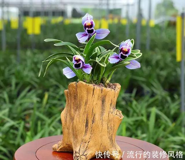 『大气』第一次见到花开紫色的兰花,叶带金边,花香四溢,建兰金边紫月荷