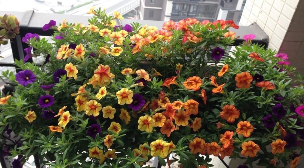  入手：新手养花选这种，花色绚丽多彩，三季开花，好养易活，很值得入手