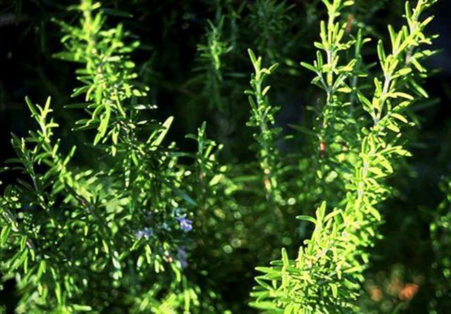 芳香:芳香驱蚊的迷迭香,春天养护注意4个问题,才会旺盛生长香气迷人